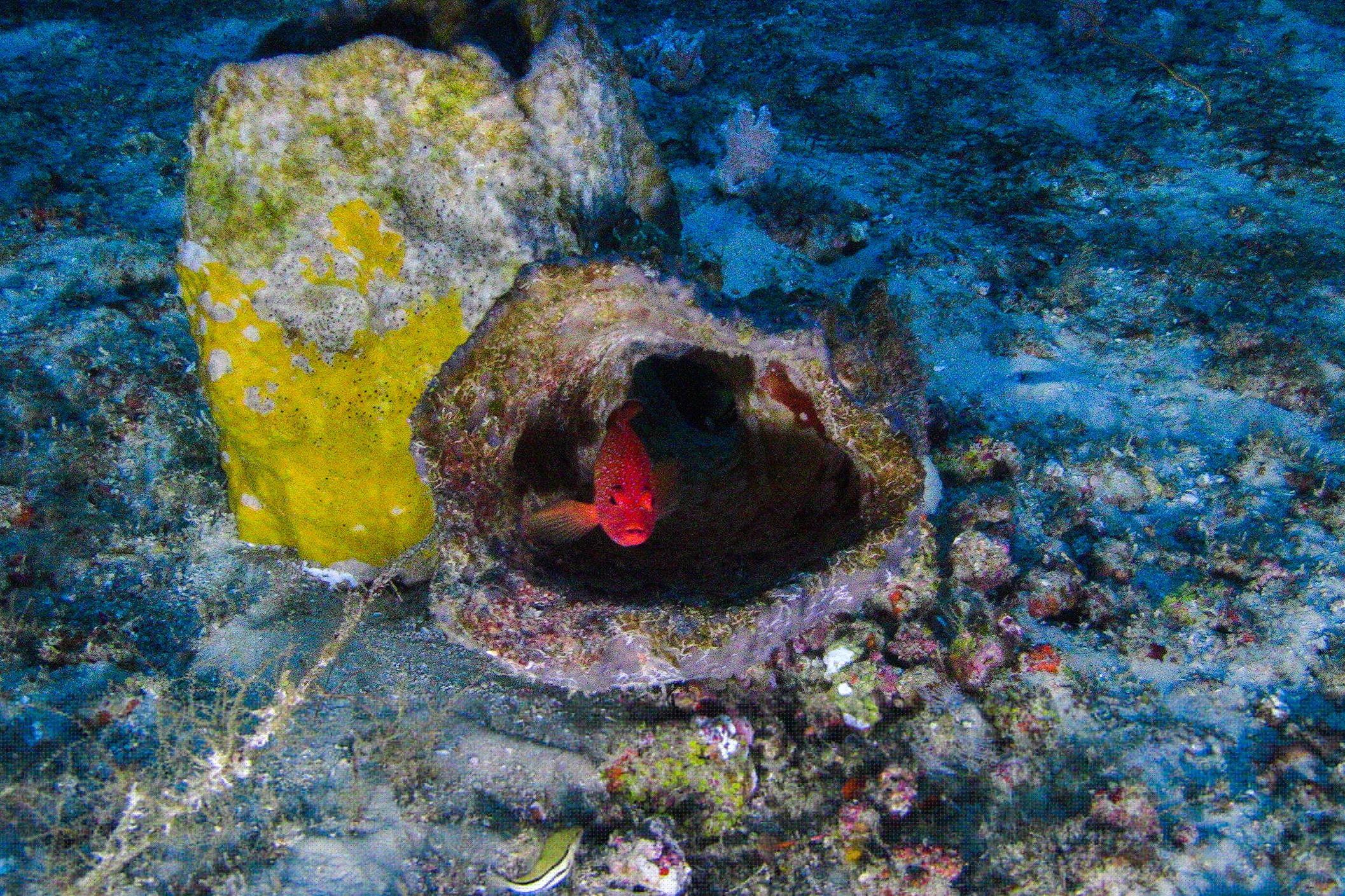 More than 90 species of reef fish, including the commercially important southern red snapper, depend on the Great Amazon Reef System, where they feed and shelter in its crevices and caves. Credit: Greenpeace Brazil