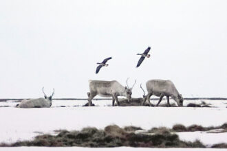 Caribou and geese roam around Teshekpuk Lake in North Slope Borough, Alaska. Credit: Bonnie Jo Mount/The Washington Post via Getty Images