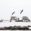 Caribou and geese roam around Teshekpuk Lake in North Slope Borough, Alaska. Credit: Bonnie Jo Mount/The Washington Post via Getty Images
