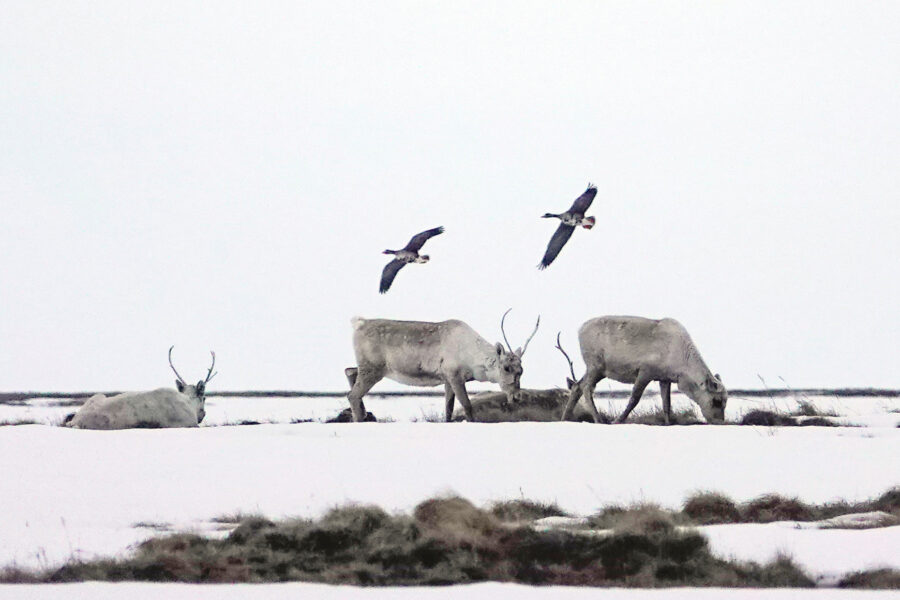 Caribou and geese roam around Teshekpuk Lake in North Slope Borough, Alaska. Credit: Bonnie Jo Mount/The Washington Post via Getty Images