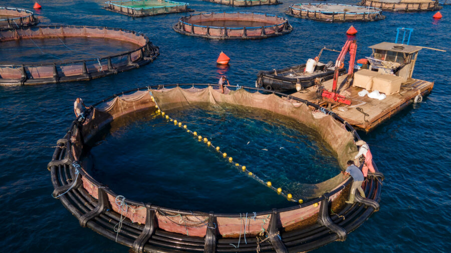 An aerial view of fish pens at a fish farm in the Saronic Gulf of Greece. Credit: Milos Bicanski/Getty Images