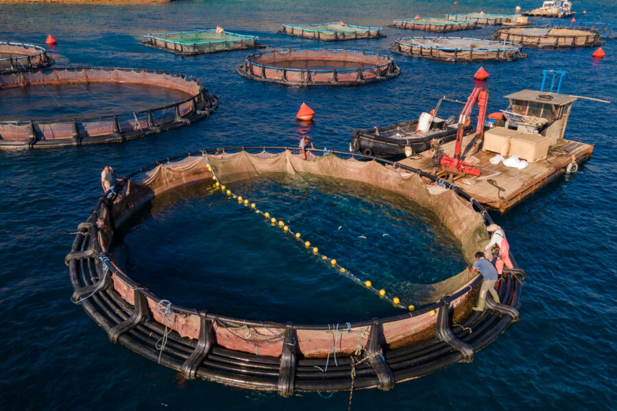 An aerial view of fish pens at a fish farm in the Saronic Gulf of Greece. Credit: Milos Bicanski/Getty Images