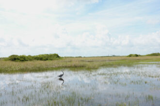 A view of the Everglades on Miccosukee land in Florida. Credit: Lisette Morales McCabe/The Washington Post via Getty Images