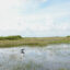 A view of the Everglades on Miccosukee land in Florida. Credit: Lisette Morales McCabe/The Washington Post via Getty Images