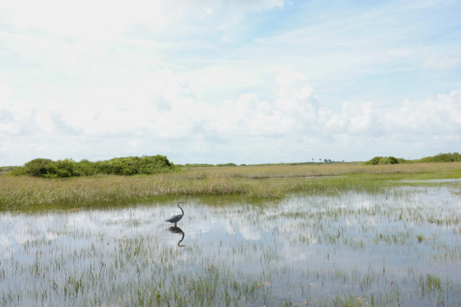 A view of the Everglades on Miccosukee land in Florida. Credit: Lisette Morales McCabe/The Washington Post via Getty Images