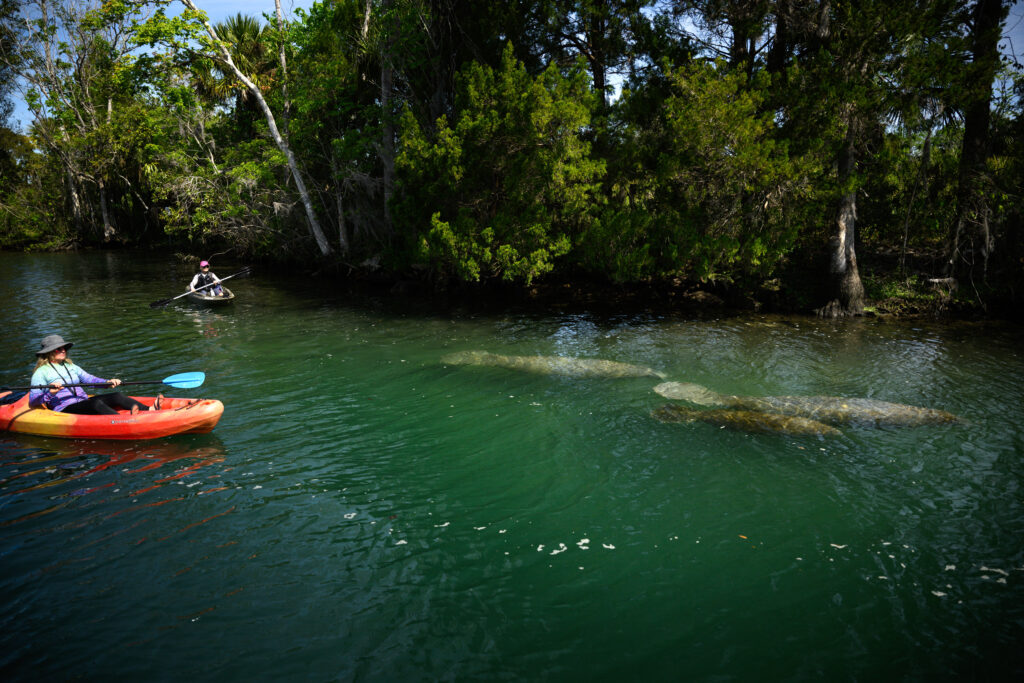 photo of In Florida, Manatee Deaths Edge Up Slightly in 2025 image