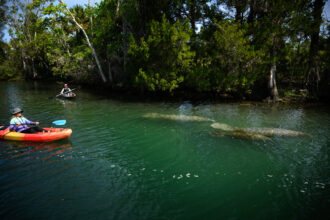 Kayakers paddle near a group of manatees on March 22 in Crystal River, Fla. Credit: Thomas Simonetti for The Washington Post via Getty Images