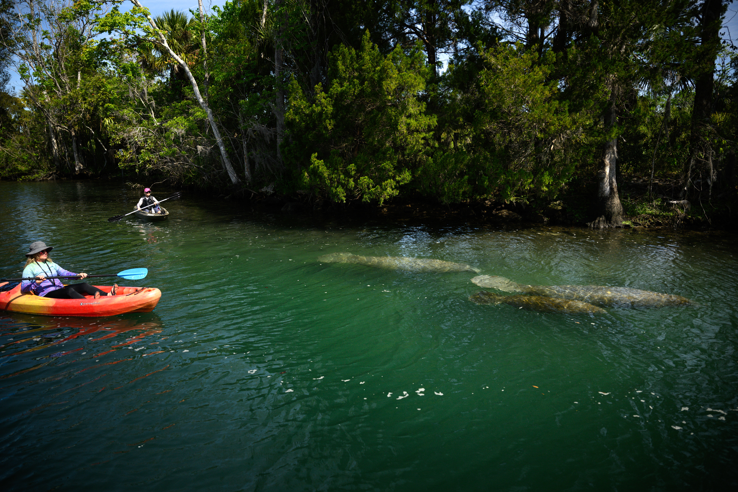 Kayakers paddle near a group of manatees on March 22 in Crystal River, Fla. Credit: Thomas Simonetti for The Washington Post via Getty Images