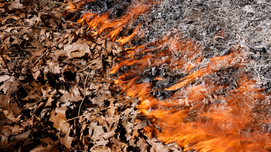 Fire burns through leaves as a prescribed burn takes place at High Park in Toronto. Credit: Lance McMillan/Toronto Star via Getty Images