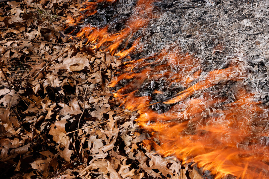 Fire burns through leaves as a prescribed burn takes place at High Park in Toronto. Credit: Lance McMillan/Toronto Star via Getty Images