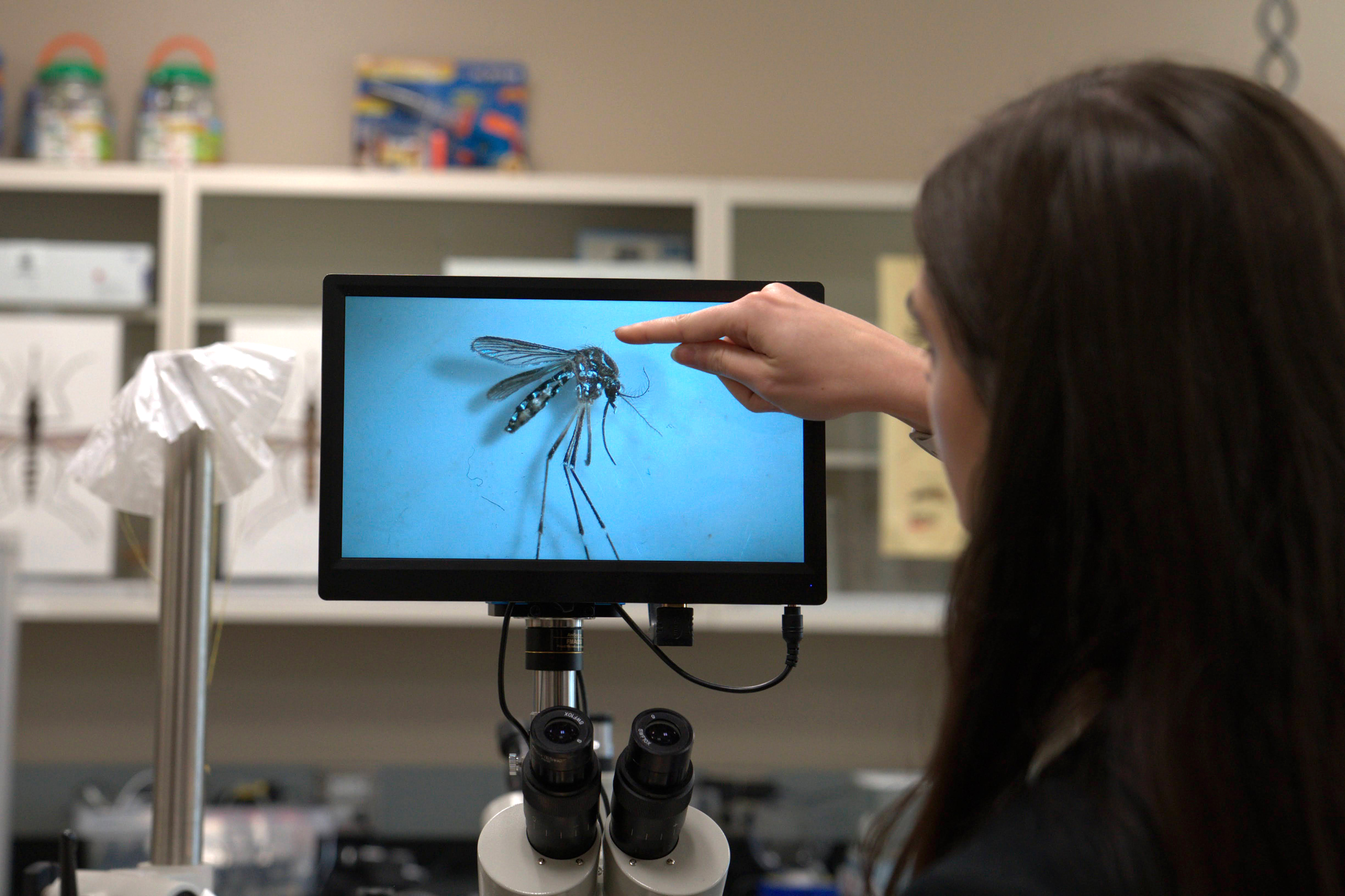 Hannah Livesay, biologist at the Grand River Mosquito Control District, points out the characteristic white markings of an Aedes aegypti mosquito shown under a microscope at her lab in Grand Junction, Colo.