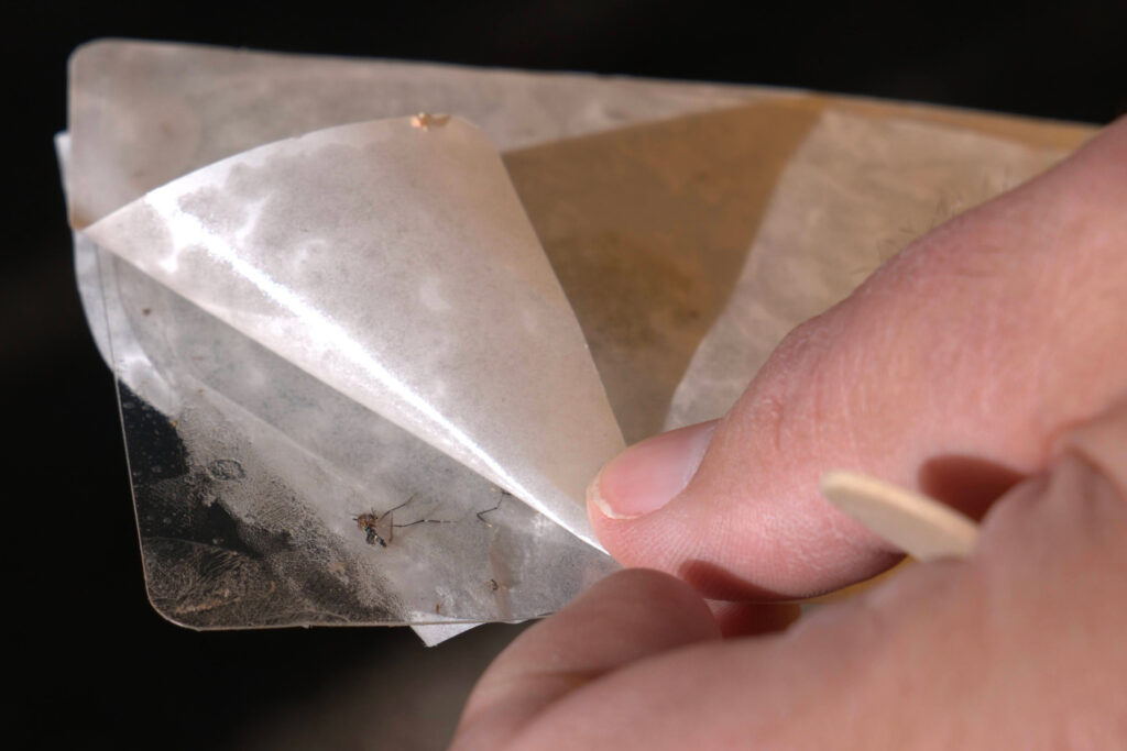 David Garrett reveals an Aedes aegypti mosquito trapped in the Orchard Mesa neighborhood in Grand Junction, Colo.