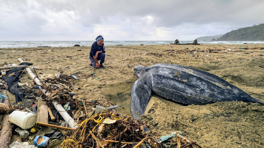 An Indigenous Guna scientist monitors a nesting leatherback sea turtle on a beach in Armila, Panama. Credit: Teresa Tomassoni/Inside Climate News