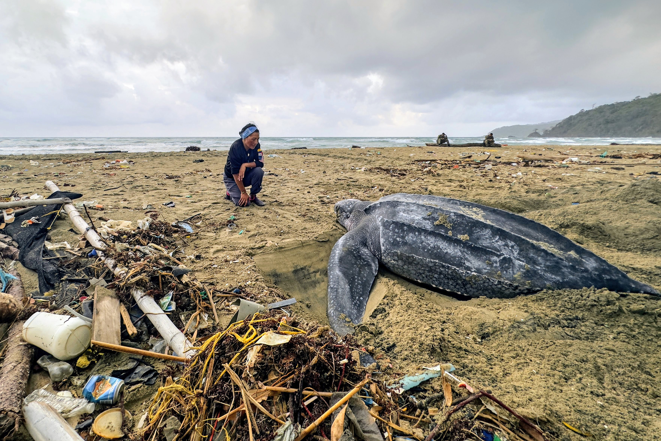 An Indigenous Guna scientist monitors a nesting leatherback sea turtle on a beach in Armila, Panama. Credit: Teresa Tomassoni/Inside Climate News