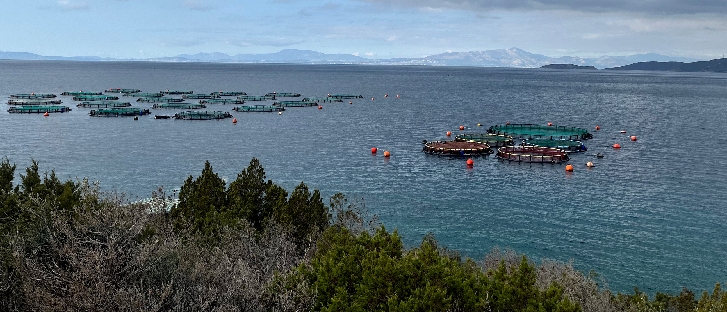 A fish farm near Marmari on the Greek island of Evia produces Gilthead sea bream and European sea bass. Credit: Moira Lavelle/Inside Climate News