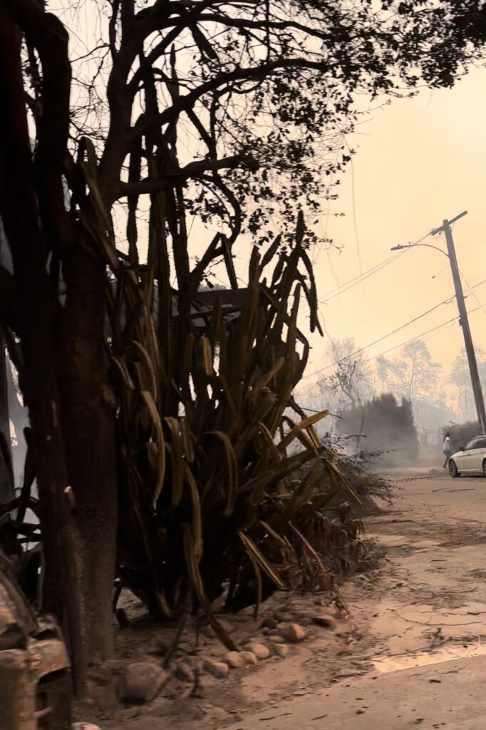 Kate Alexandria in her front yard before the Eaton Fire (left), and the charred remains of the plants left in it’s wake. Credit: Courtesy of Kate Alexandria