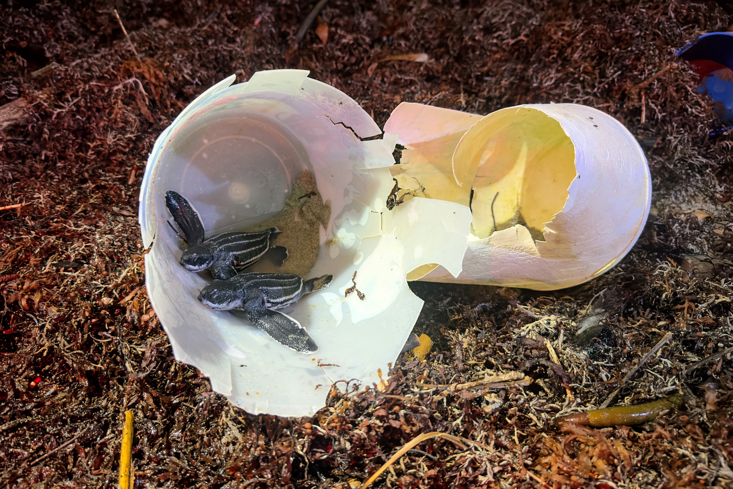 Two leatherback sea turtle hatchlings are seen trapped inside broken plastic in a mound of sargassum in Armila, Panama. Credit: Teresa Tomassoni/Inside Climate News