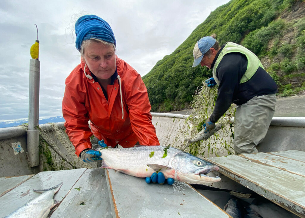 Ann Harding handles a freshly caught salmon as Dustin Solberg pulls another out of his net. Credit: Max Graham/Northern Journal