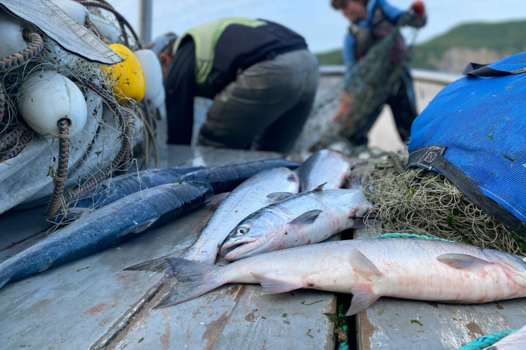 Salmon plucked out of Tuxedni Bay lie aboard Dustin Solberg’s skiff. Credit: Max Graham/Northern Journal
