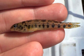 A specimen of the Birmingham darter documented by Yale biologist Thomas Near and his research team. Credit: Konstantinos Andriotis