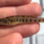 A specimen of the Birmingham darter documented by Yale biologist Thomas Near and his research team. Credit: Konstantinos Andriotis