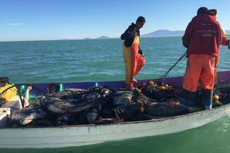 Many local fishermen in the town of San Felipe in Baja California, Mexico are involved in illegally fishing the endangered totoaba. The gillnets they use to catch the fish are notorious for trapping and killing other marine life, including the vaquita porpoise. Credit: Courtesy of Earth League International