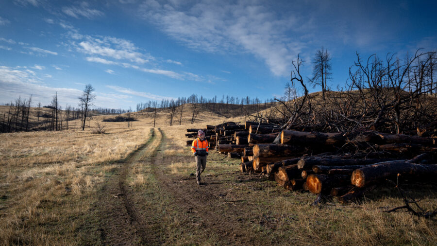 Rebecca Gentry lost more than 50,000 trees on her family’s ranch during the 2021 PF Fire near Hardin, Mont. Credit: Mast Reforestation