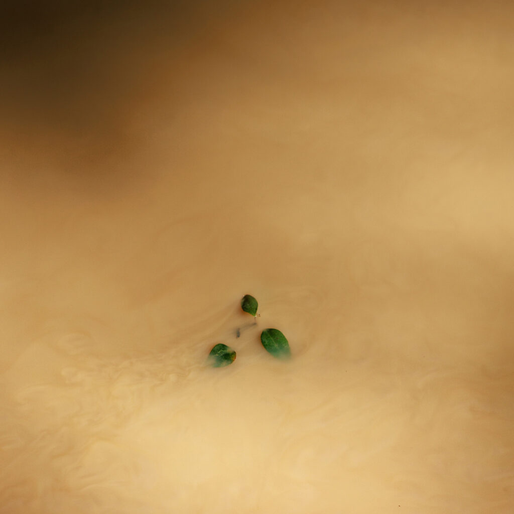 The Socagee Creek runs through the Arbuckles’ land, which sits across the road from the construction site of the McBride waste facility in Elysian Fields, Texas. Credit: Shelby Tauber