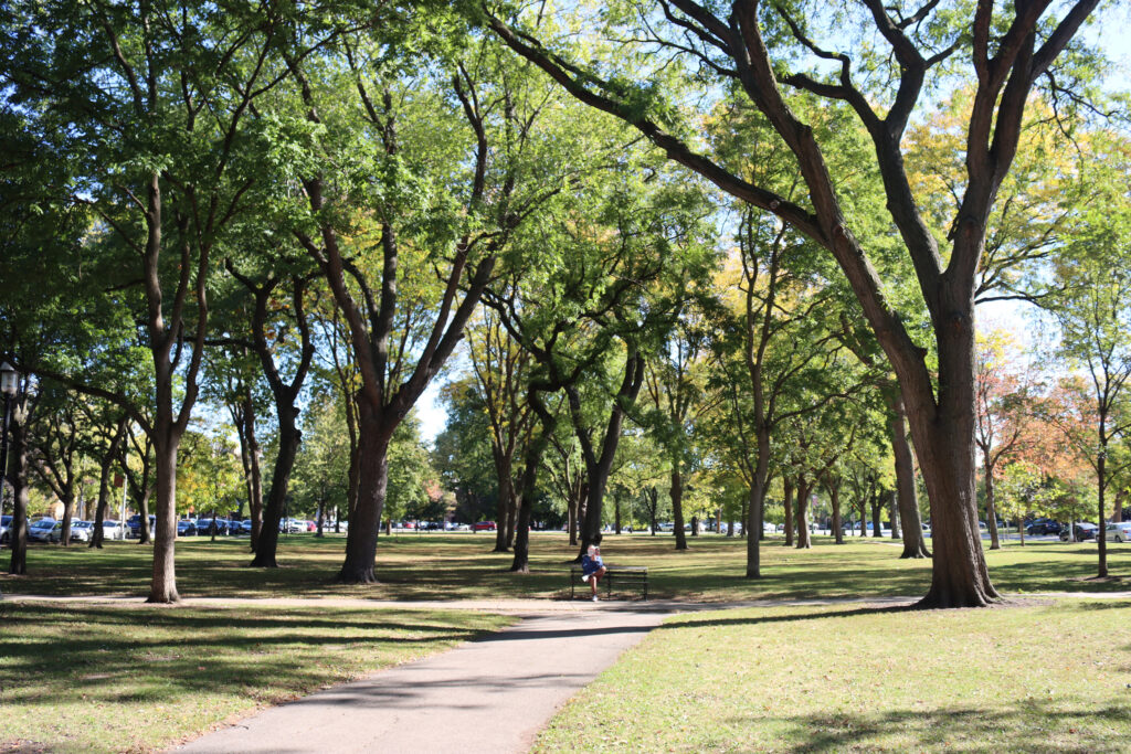A reader finds calm beneath the tall trees of Palmer Square Park. Credit: Yiannis Mastoras/Inside Climate News