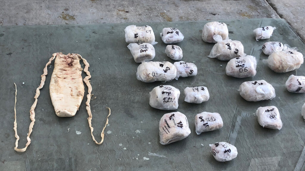 Totoaba bladders are transported on ice to stash houses in Mexico and dried before smuggling them out of the country to China, other parts of Asia and the U.S. Credit: Courtesy of Earth League International