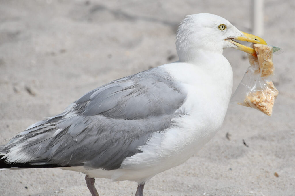 According to a new study by Ocean Conservancy researchers, 35 percent of seabirds ingest plastic. Consuming just 6 pieces of rubber fragments from balloons, for instance, can prove fatal. Credit: Ruth E. Maloney