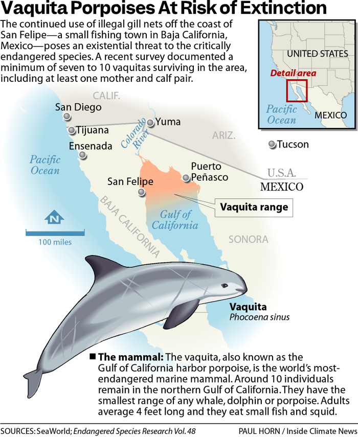 Rare Sightings of Critically Endangered Vaquita Spark Cautious Optimism About the Species’ Ability to Recover – Inside Climate News