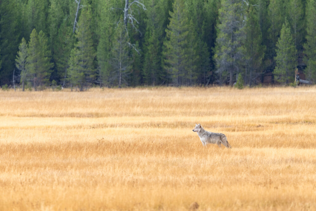 Reintroduced Carnivores’ Impacts on Ecosystems Are Still Coming Into Focus