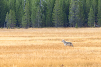A lone wolf stands in Yellowstone National Park in September. Credit: Jacob W. Frank/NPS