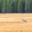 A lone wolf stands in Yellowstone National Park in September. Credit: Jacob W. Frank/NPS