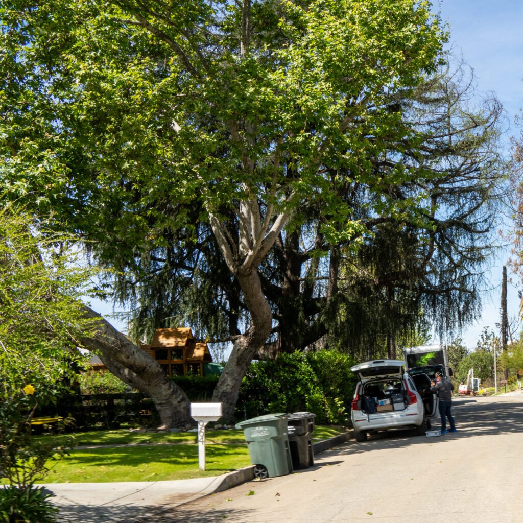 A western sycamore tree towers over the Valdez-Perera yard on April 1.