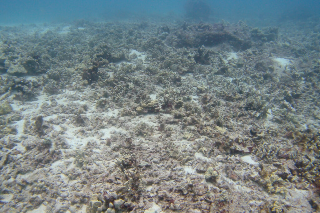 Coral reefs are seen in declining health in the waters near Puako, Hawaii. Credit: Greg Asner/ASU