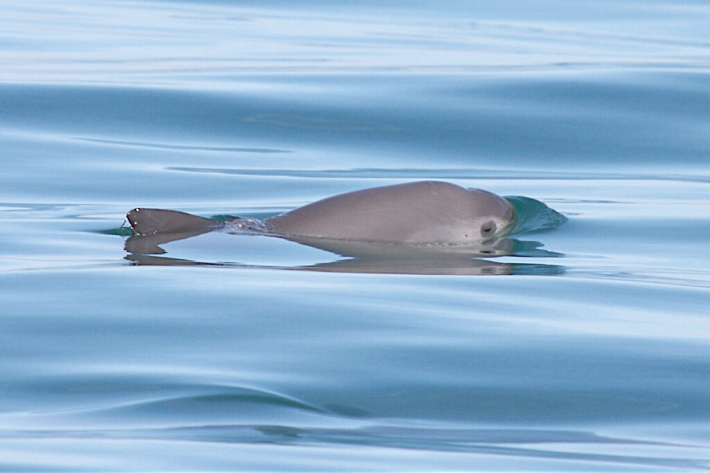 The vaquita porpoise is the most endangered marine mammal in the world. It's barely 5-feet-long and has dark rings around its eyes and mouth. Most of its population has been wiped out due to being entangled in illegal gillnets. Credit: Thomas A. Jefferson/VIVA Vaquita