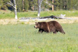 A grizzly boar walks through the meadow near White Creek in Yellowstone National Park. Credit: Jacob W. Frank/NPS