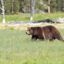 A grizzly boar walks through the meadow near White Creek in Yellowstone National Park. Credit: Jacob W. Frank/NPS