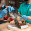 Cold-stunned sea turtles arrive at New England Aquarium’s hospital and are evaluated for infections and injuries. Credit: Vanessa Kahn/New England Aquarium