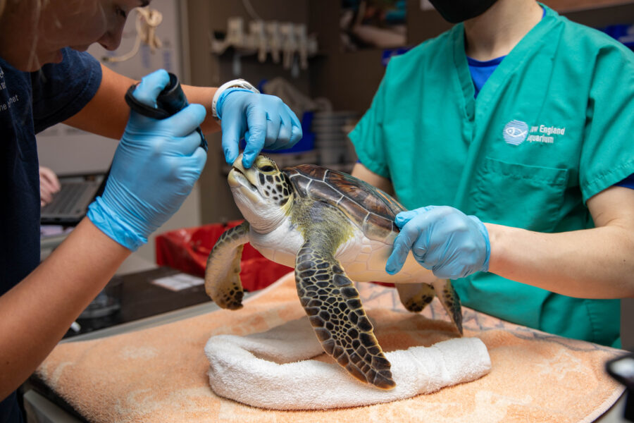 Cold-stunned sea turtles arrive at New England Aquarium’s hospital and are evaluated for infections and injuries. Credit: Vanessa Kahn/New England Aquarium