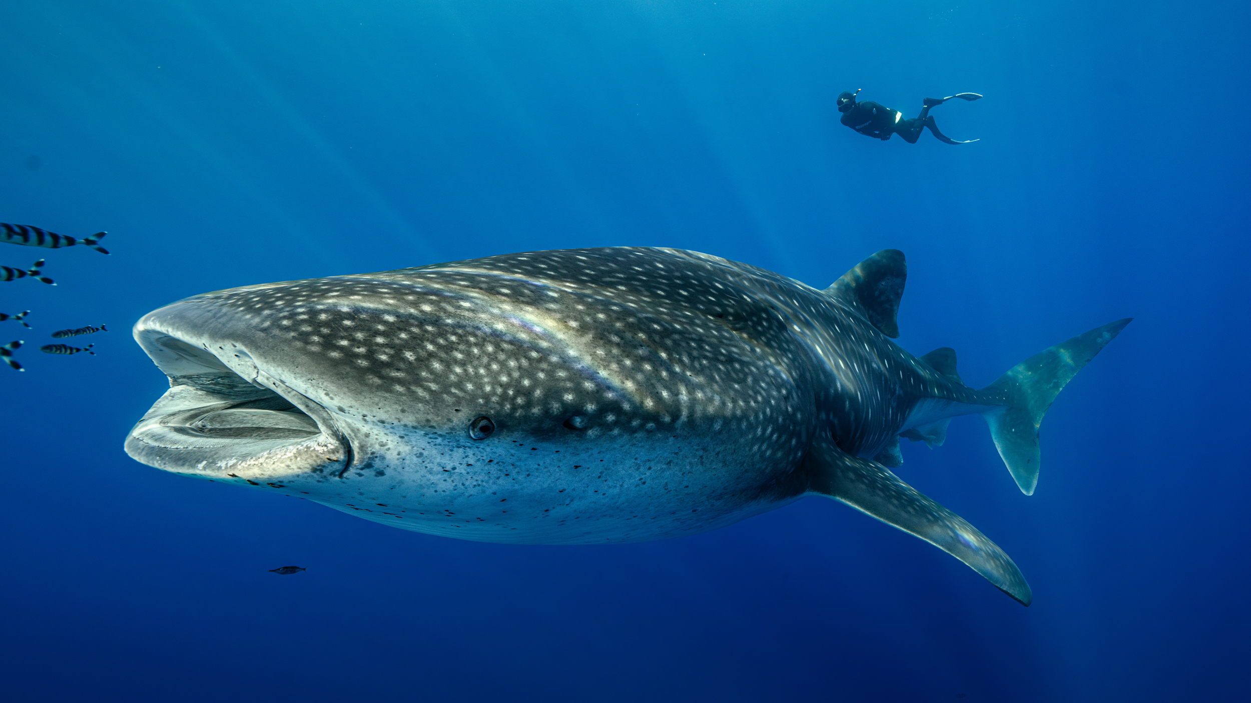 All international trade of whale sharks is prohibited according to new CITES protections. Governments must act to create or strengthen national protections to conserve the endangered species. Credit: David Ochoa