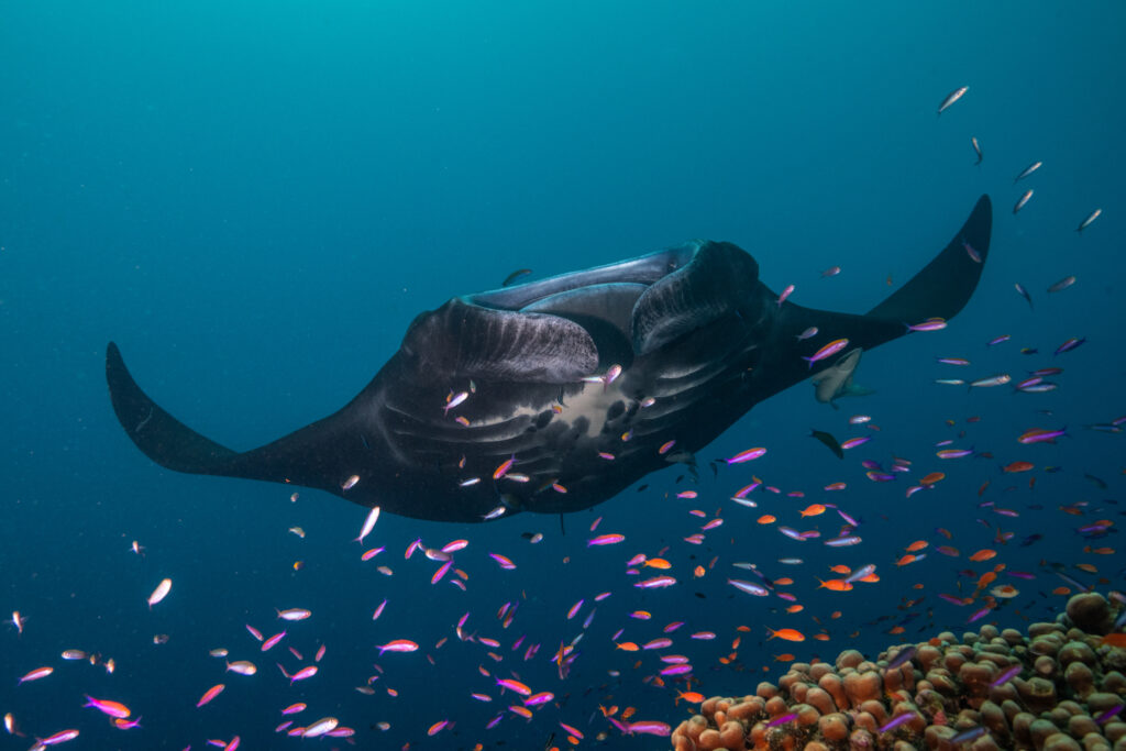 Manta rays can no longer be traded internationally, according to new CITES protections. Credit: Tom Vierus