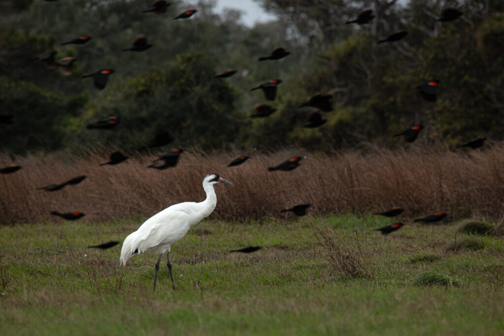 Whooping crane in Aransas County, Texas, in January 2025. Credit: Pu Ying Huang / Texas