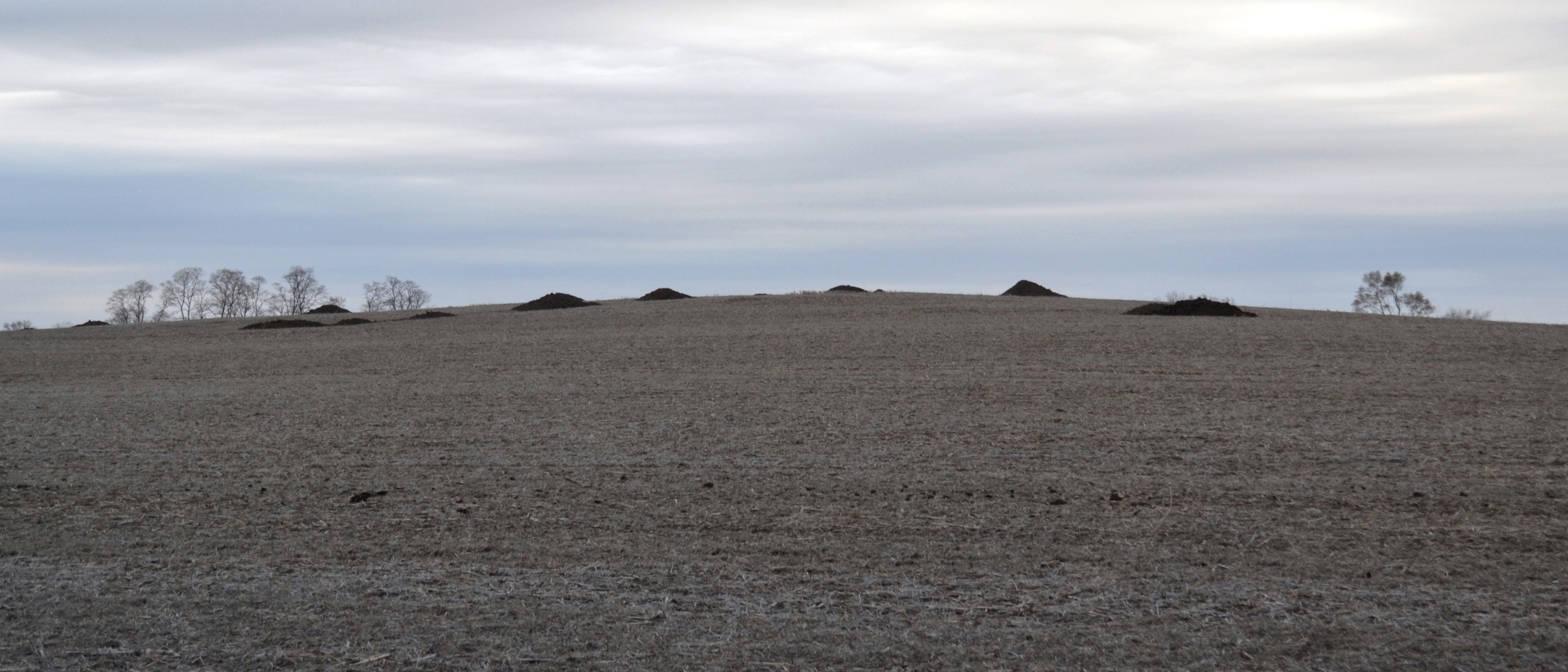 Piles of manure from a cattle feedlot wait to be spread on a field near Crocker, Iowa. Credit: Anika Jane Beamer/Inside Climate News