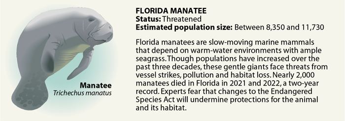 The graphic shows an illustration of a Florida manatee, noting that its status is threatened and its estimates numbers range from 8,350 to 11,730.
