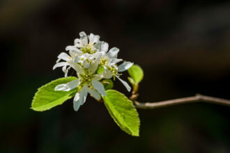 A serviceberry blooming. Credit: Frank Bienewald/LightRocket via Getty Images