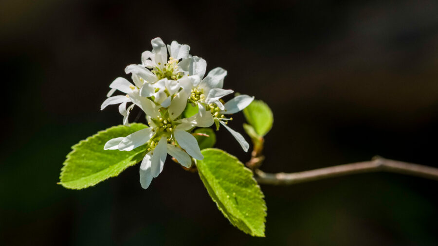 A serviceberry blooming. Credit: Frank Bienewald/LightRocket via Getty Images
