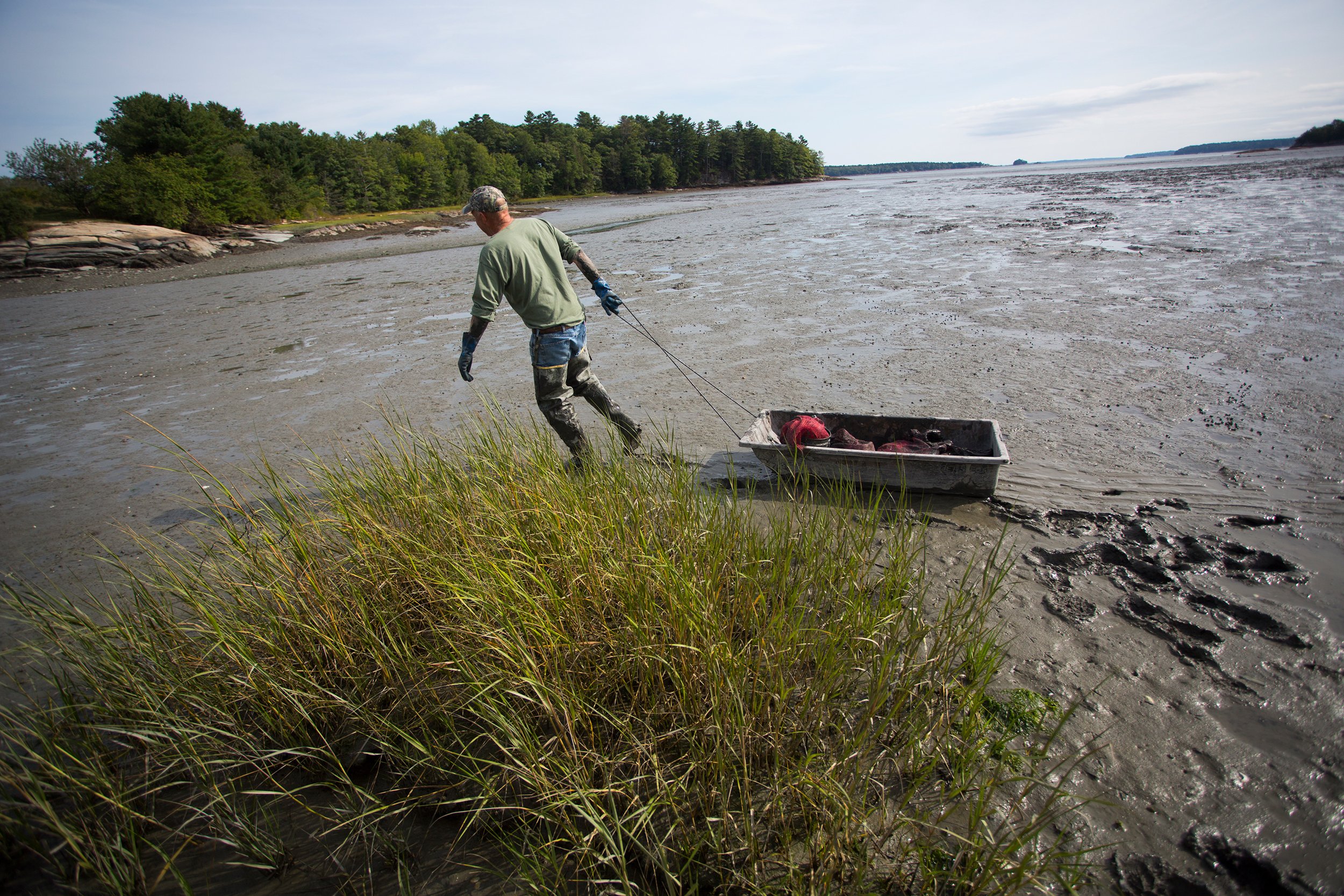 A clammer hauls his harvest after digging in the flats near Wolfe’s Neck Center in Freeport, Maine. Credit: Derek Davis/Portland Press Herald via Getty Images